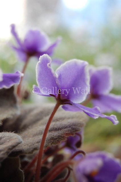 African Violets