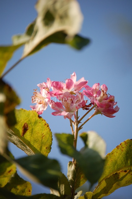 Apple Blossom