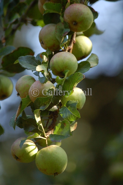 Apples