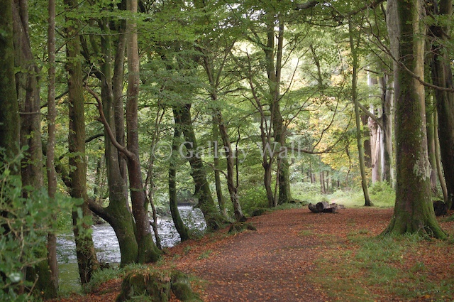 Autumn Woodland