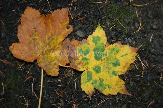 Autumn Leaves