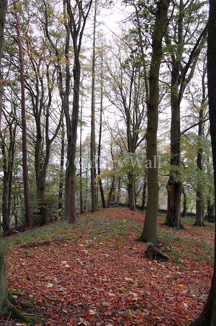 Autumn Trees