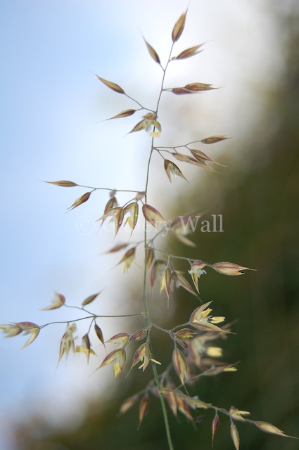 Grass